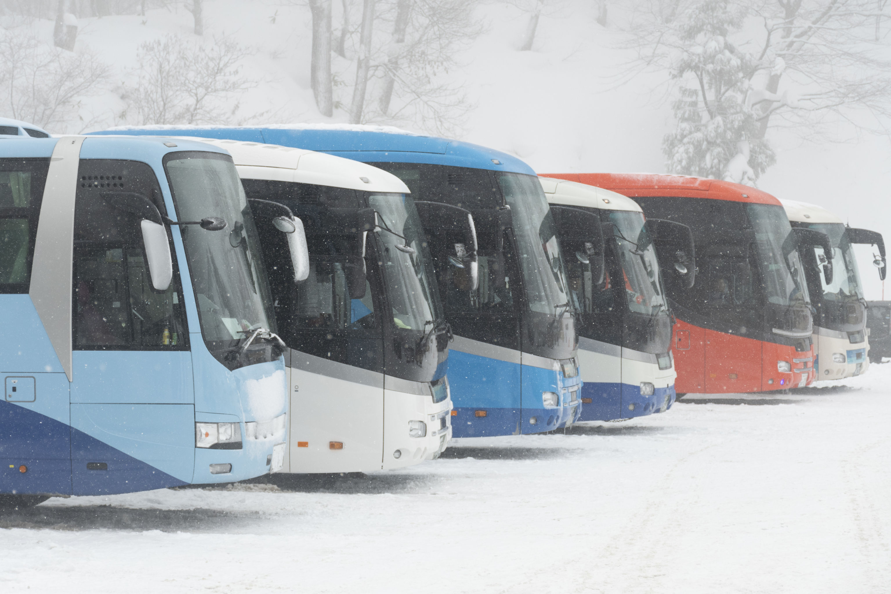 several buses lined up in winter